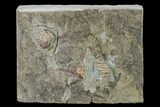Three Species of Crinoids on One Plate - Gilmore City, Iowa #148693-2